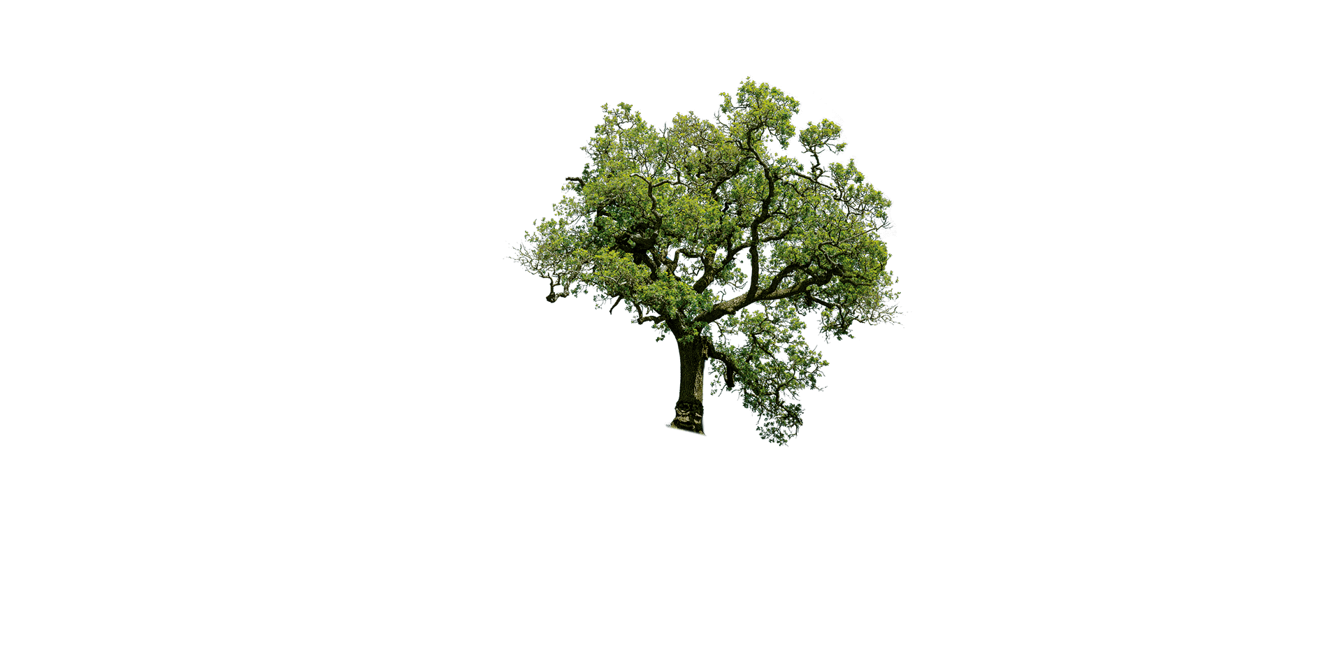 image-tree