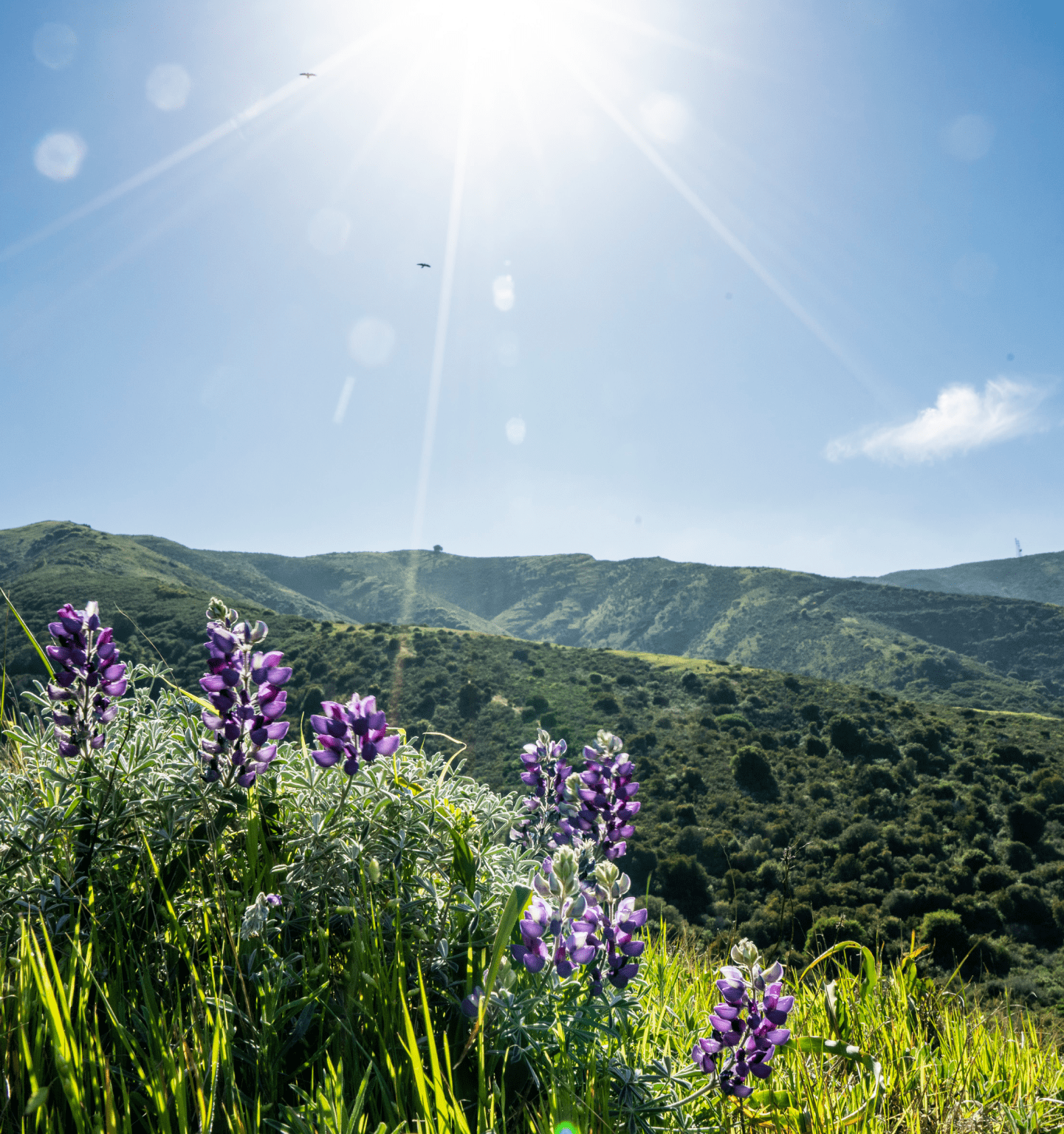 Flower field set against mountains