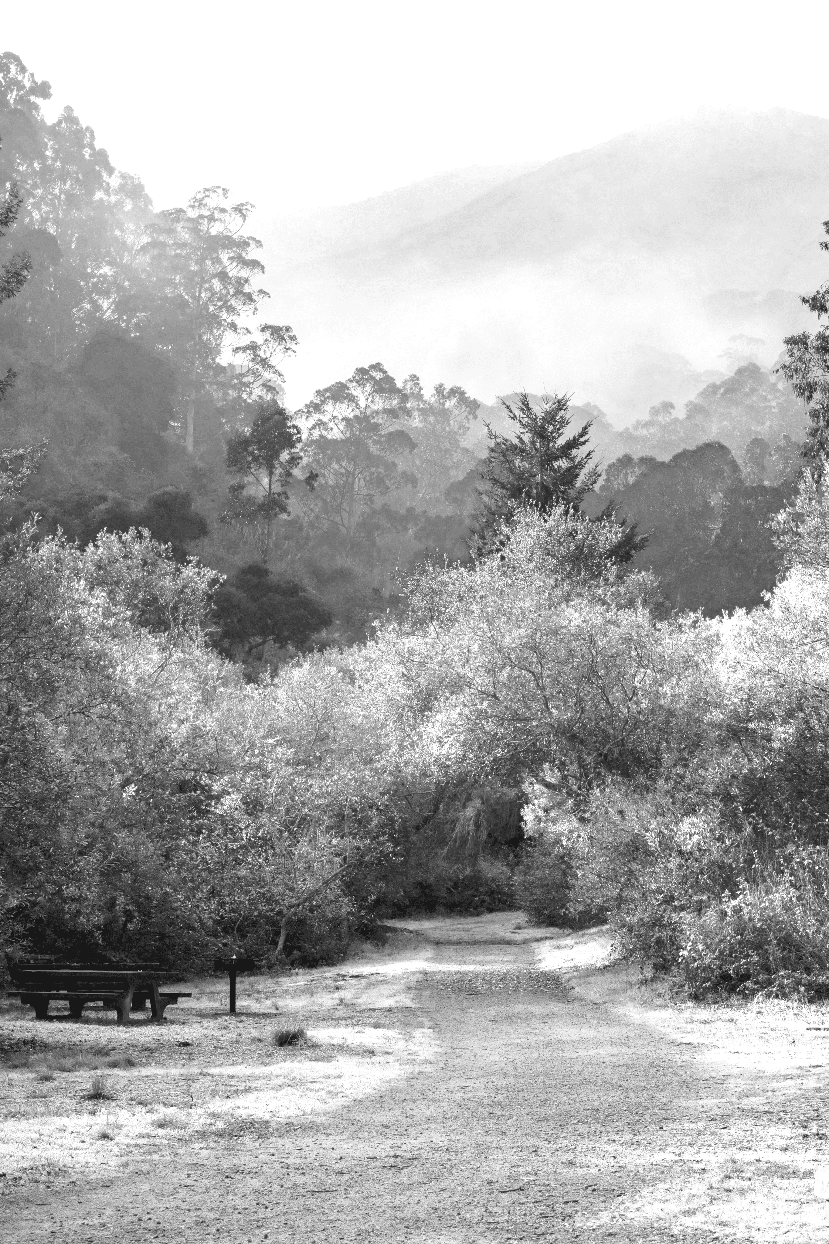 Trail in the forest